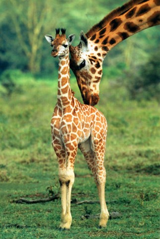 Photo:  Baby giraffe 